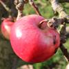 Apple: Geeveston Fanny