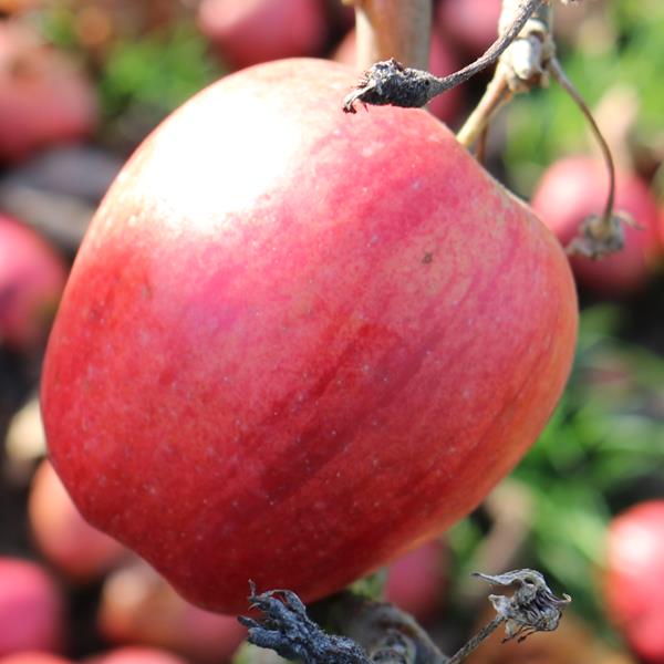 Apple: Giambun