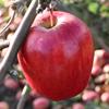 Apple: Giambun