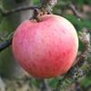 Apple: Grosse Rouge