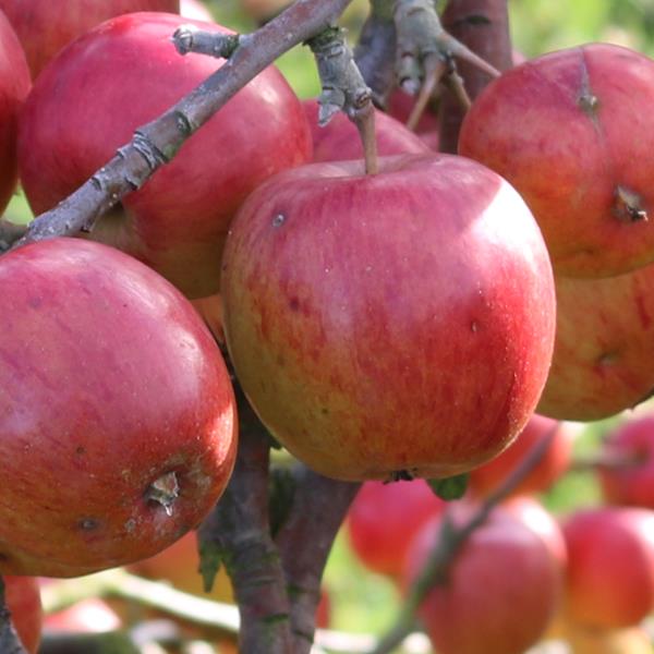 Apple: Hoe