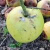 Apple: IB Reid