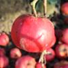 Apple: Idared