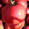 Apple: Idared