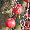 Apple: Idared
