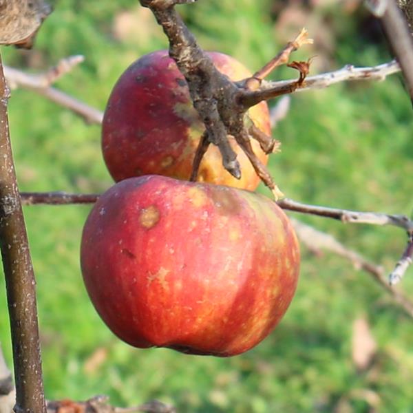 Apple: Ingrid Marie