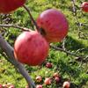 Apple: Jacquet