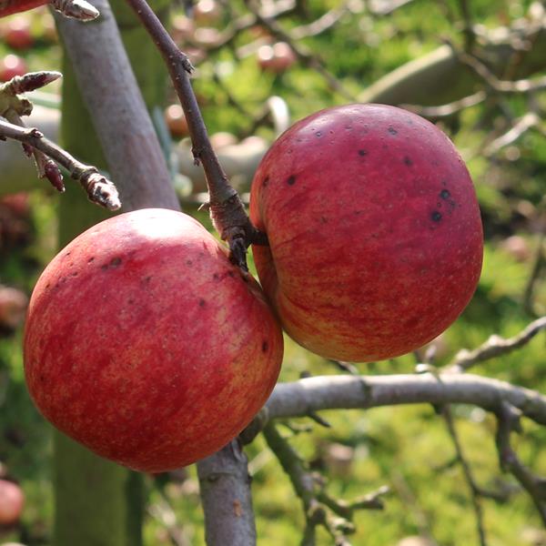 Apple: Jacquet