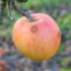 Apple: Jubile