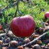 Apple: Kapai Red Jonathan
