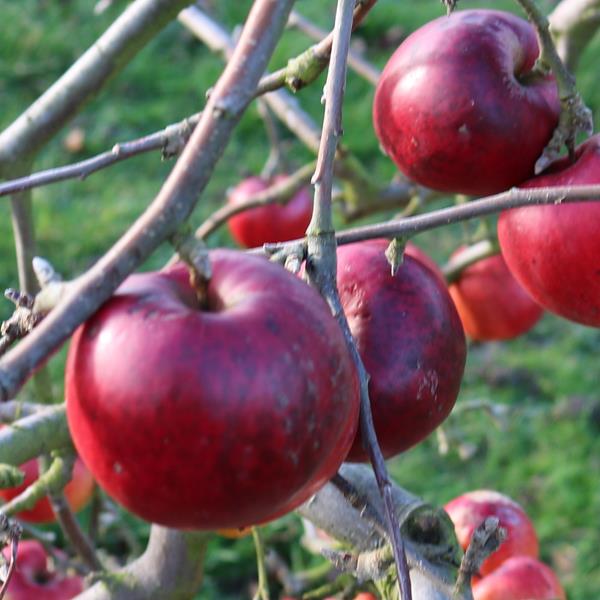 Apple: Kapai Red Jonathan