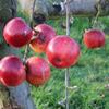 Apple: Kapai Red Jonathan