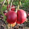 Apple: Kentish Quarrenden