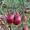 Apple: Kentish Quarrenden