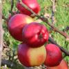 Apple: King Cole