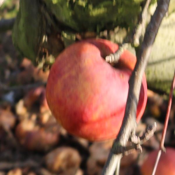 Apple: King David