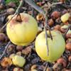 Apple: Korei