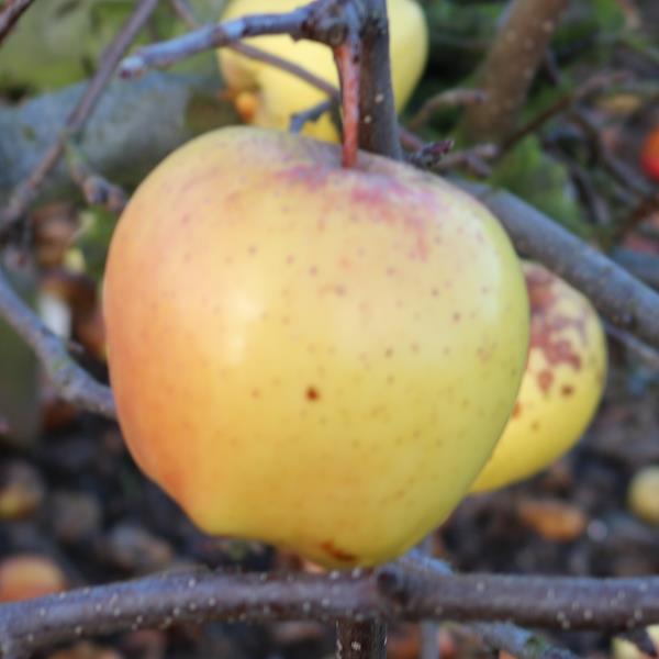 Apple: Korei
