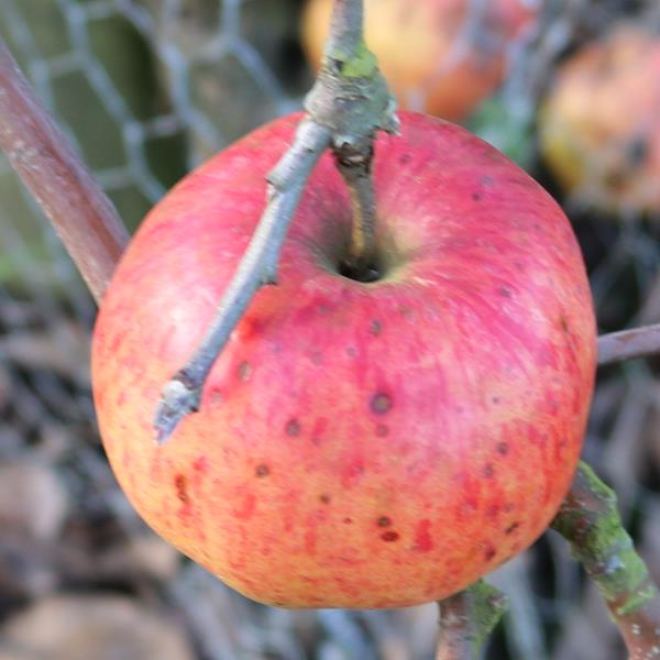 Apple: Kougetsu