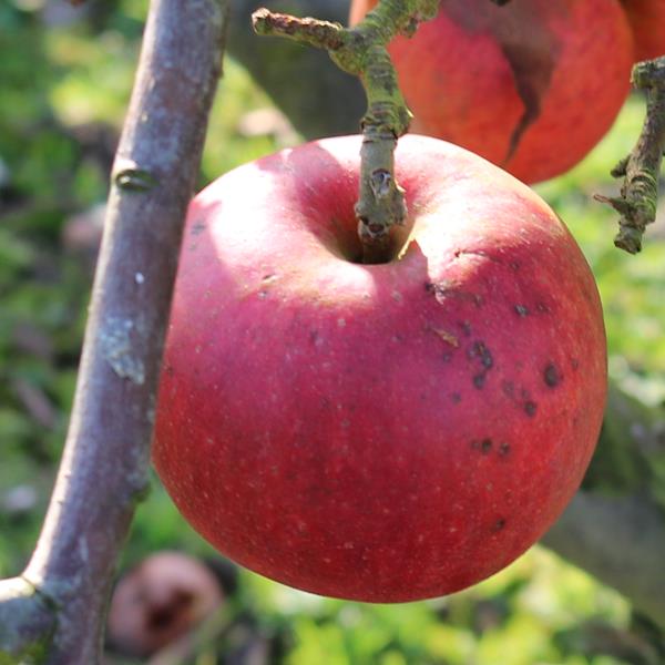 Apple: Laxtons Royalty