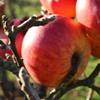 Apple: Laxtons Royalty