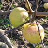 Apple: Lodgemore Nonpareil