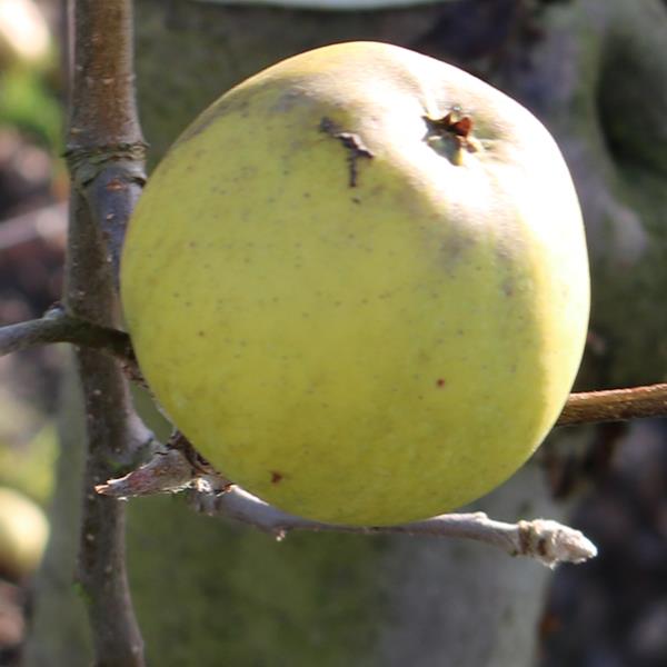 Apple: Lodgemore Nonpareil