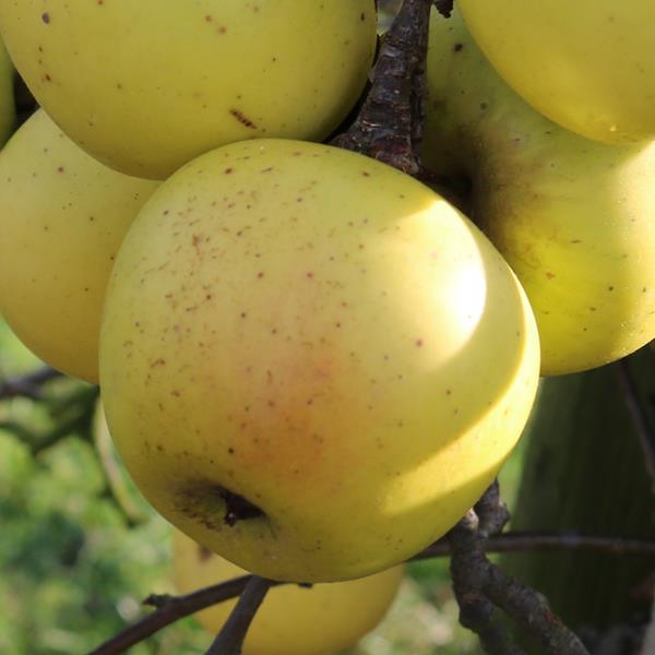 Apple: Mela Carla