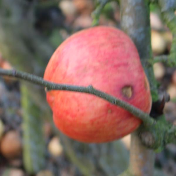 Apple: Melon