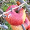 Apple: Melrose