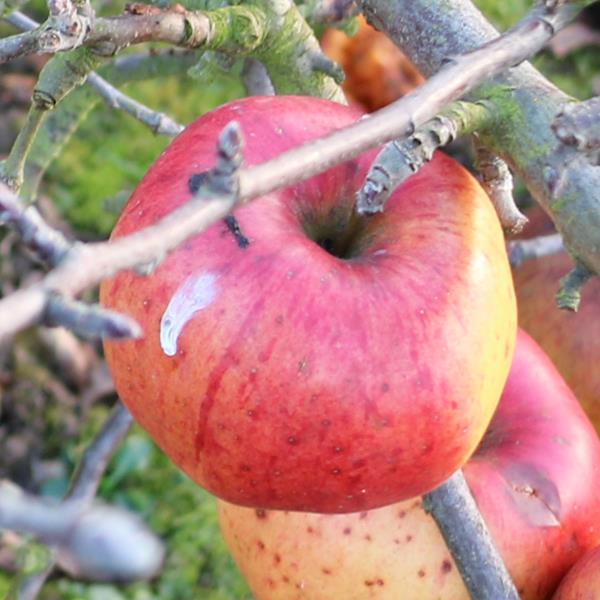 Apple: Melrose