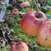 Apple: Melrose
