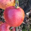 Apple: Melrose