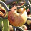 Apple: Merton Pippin
