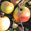 Apple: Merton Pippin