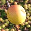 Apple: Michotte