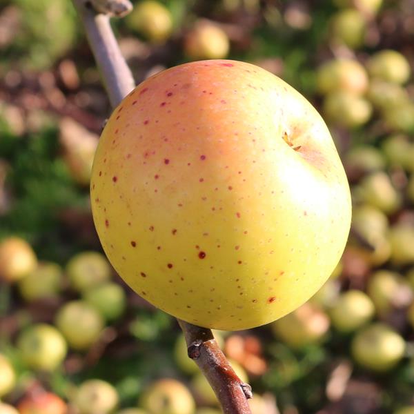 Apple: Michotte