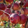 Apple: Minjon