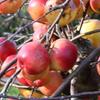 Apple: Minjon