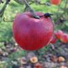 Apple: Monroe
