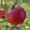 Apple: Monroe