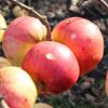 Apple: Montfort