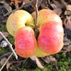 Apple: Montfort