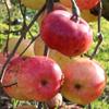 Apple: Montfort