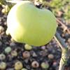 Apple: Moti