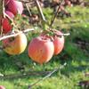 Apple: New Fuji