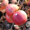 Apple: Norfolk Royal