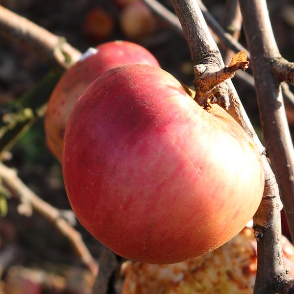 Apple: Norfolk Royal