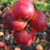 Apple: Norfolk Royal