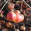 Apple: Norfolk Royal